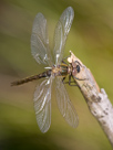 Somatochlora alpestris